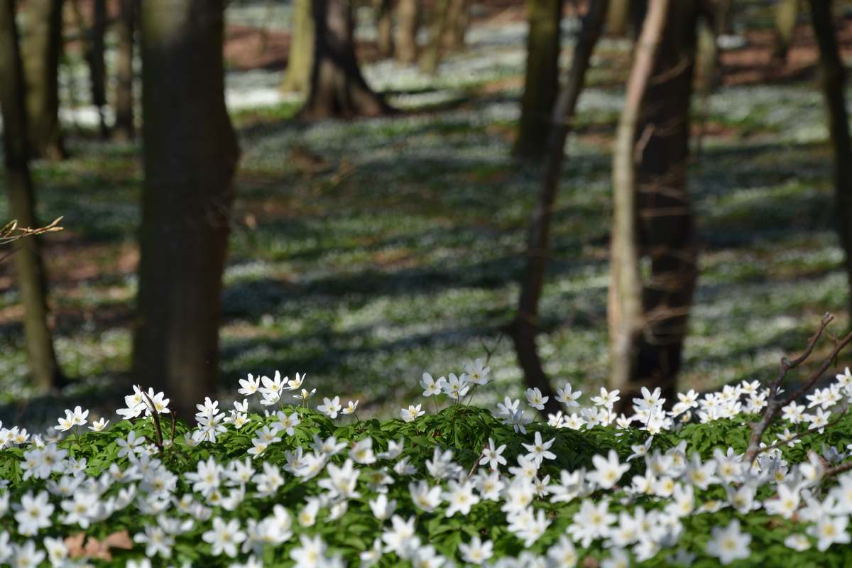 anemonenbluete-lietzow